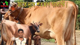 মাত্র ৮৫ হাজার টাকা থেকে সেরা মানের ১০ থেকে ১৮ লিটার দুধের গাভী কিনুন আবু সাইদ ভাইয়ের কাছ থেকে।