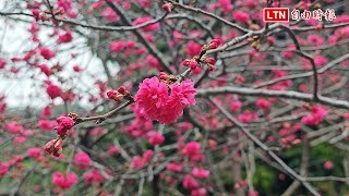 花現粉紅祕境！員林吳家古厝櫻花開3成 假日賞花奉茶待客