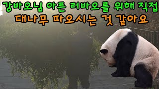 2025년 2월 14일 강바오님 아픈 러바오를 위해 직접 대나무 따오시는 것 같아요 에버랜드 판다월드