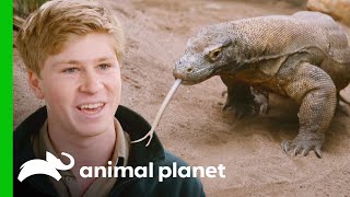 Breeding Komodo Dragons at Australia Zoo | Crikey! It's the Irwins