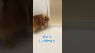 【小型犬でもドア開けます】自力で編み出したドア開け芸　#shorts #犬 #ポメラニアン