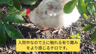 【鶏日記】２日連続で鶏小屋に閉じ込められた鶏たち#にわとりこ #にわとり #coq #hens #hens #poules #ニワトリ #雄鶏 #鶏 #鶏日記 #卵 #庭