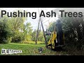 Pushing Ash Trees