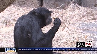 Video: Tulsa Zoo prepares for winter weather coming in this week