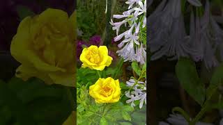 【SD動画】2024年7月1日  夏の花が咲いています。 #flowers #garden #癒し#自然 #naturelovers #薔薇は美しく散る #ばらの花 #rosegarden