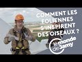 Comment les éoliennes s'inspirent des oiseaux ?