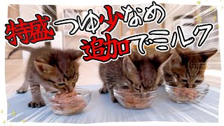 【子猫の離乳食とミルク】ひたすら食べて飲んで爪切ってる動画です【保護猫生活33日目】