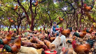 Corn Harvesting Feeding Chickens in the Forest | Raising Free-Range Chickens #chickenfarming