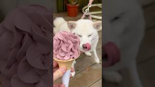 meiko的生活日記 白 しばいぬ White Shiba Inu 하얀색 시바 이누 🍨 2025年1月21日 🍦 繡球花造型 玫瑰 花露休閒農場 牛奶 Rose 花朵 霜淇淋 ice cream