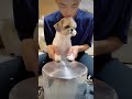 なんかこれ癖になる シーズー 多頭飼い 犬vlog