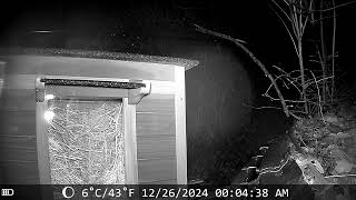 TrailCam Video 26 December 2024  0:04 - Fieldmouse