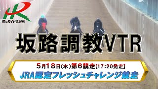 【坂路調教映像】5/18　第6競走　JRA認定フレッシュチャレンジ競走