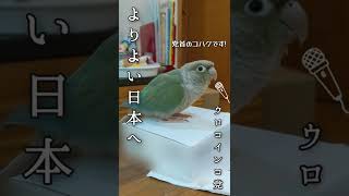 実はウロコインコ党から出馬してました〔Green cheek conure’s speech〕