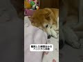 お布団泥棒！？🫣なうちのこ 犬 dog 柴犬 小春 かわいい いぬのいる生活 柴犬のいる暮らし ぽっちゃり犬 おんなのこ うちのこたち