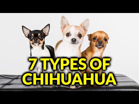 How big is a Chihuahua puppy?