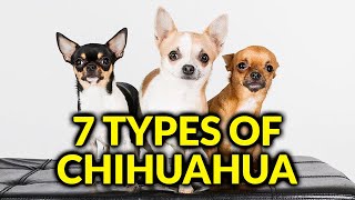 7 Different Types Of Chihuahua And Their Characteristics/Amazing Dogs