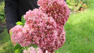 How to grow sedum Stonecrop. My succulent plants - Alexa's Garden