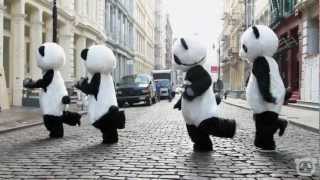 Dancing Panda Bears!