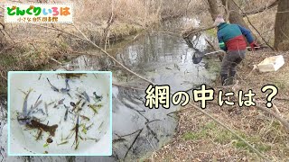 流れが止まっている小川【ガサガサ】生き物いっぱい♪