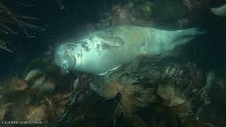Seal sleeping underwater in kelp forest