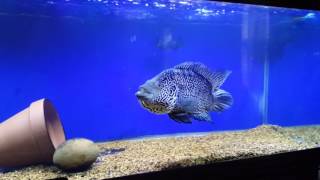 Jaguar Cichlid