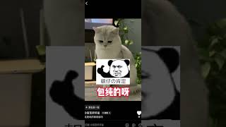 评论区鉴猫，看看有没有和你家相同品相的猫咪 猫咪鉴定猫咪 评论区看看你们的猫 新手养猫猫咪鉴赏