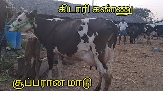 இரண்டு தரமான மாடு கிடாரி கண்றுடன் விற்பனைக்கு