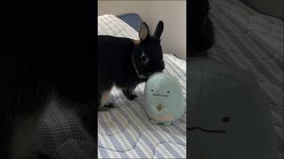 人の布団で遊ぶうさぎたちが可愛すぎました　#short #うさぎ #rabbit #bunny