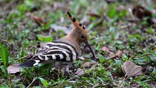 攝影分享(#10) 戴勝 (Eurasian Hoopoe) Jackson Lee, AFIAP