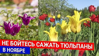 Не бойтесь сажать тюльпаны в ноябре