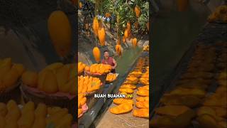 Inilah Alasan Kenapa China Dijuluki Penghasil Buah Terbaik di Dunia #buah #china #faktaunik