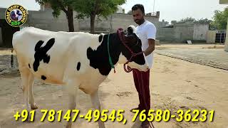 10 Heifers for sale, 10 ਵਹਿੜਾਂ ਵਿਕਾਊ