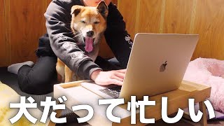 愛犬コロちゃんと在宅勤務したら可愛いすぎて集中できません