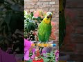 夏日萌友季 歌手2024 带着宠物去赏花 cuteparrot parrot