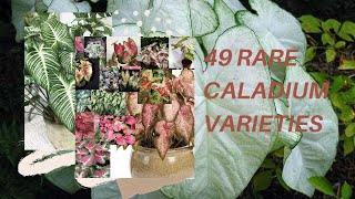 49 RARE VARIETIES OF CALADIUM  #happyplanting