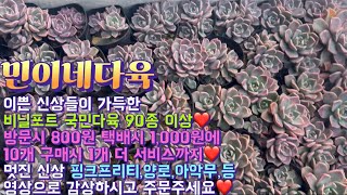 민이네다육/군생도 많은 가성비 이쁜 다육 소개영상💕방문시 800원 택배시 1,000원! 종류는 90종 이상! 저렴한 가격으로 이쁘게 키워보세요/문자주문010-6863-0625