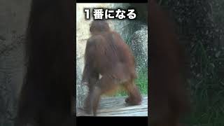 ボクは１番になる【オランウータンOrangután】I am number one　#shorts