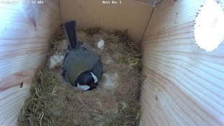 Kjøttmeis legger og ruger egg // Great tit lays and incubates eggs - May 4th-23rd, 2023