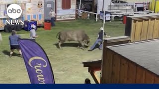 Bull rampages through rodeo grounds escape after escaping the ring