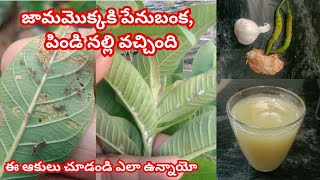 ఈ పెస్టిసైడ్ ని మూడు రోజులకి ఒక్కసారి స్ప్రే చేసుకుంటే పోతుంది #fertilizer #compost #plants #garden