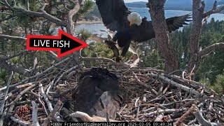 Eagles Jackie & Shadow Nest Cam - Eaglet Hourly Feedings & 🐟Live Fish Delivery @FOBBVCAM