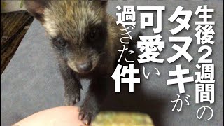 生後2週間の赤ちゃんタヌキがかわいすぎた件