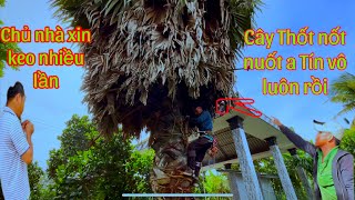 Nhiều thợ Cưa bỏ ra về Chủ nhà cầu cứu A Tín A Cường cưa cây Thốt Nốt khủng tâm linh