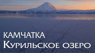 Камчатка. Курильское озеро. Мир дикой природы. Медведи и нерка. Kamchatka. Kuril Lake.