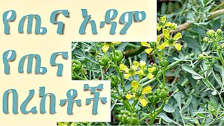 የጤና አዳም የጤና ጥቅሞች ||  tenadam benefits in amharic