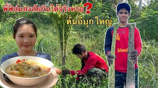 ต้นอีบุกใหญ่หลงออกยามนี้ น้องอิ๋วเอามาแกงพี่ฟิล์มสงสัยกินได้ด้วยหรอลองชิมถึงกับติดใจ