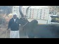 કાબાભાઈ ભુવાજી ની રાવતી ગાય ડાલડી sikotar dham daldi cow cowvideos