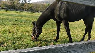 長生きしてくれてありがとうございました、1993年日本ダービー馬ウイニングチケット④