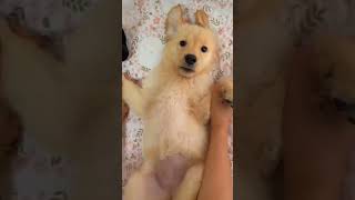 Cute golden retriever cute video #goldenretriever #puppy #shorts #viral #subscribe #like