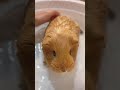 guinea pig series 기니피그 목욕하기 taking a bath